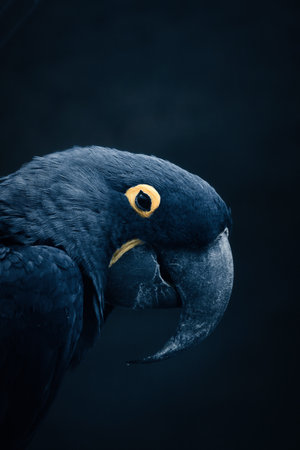 Portrait of a hyacinth macaw against a dark background. The bright blue parrot with its distinctive beak and yellow eye ring radiates exoticism and elegance.の写真素材