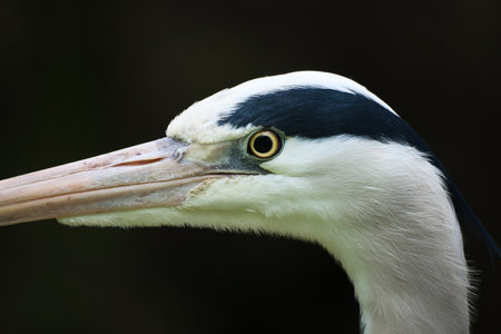 Close-up of a gray heron with sharp focus on the head and beak. The high-contrast colors and details make this image ideal for nature and wildlife photography.の写真素材