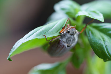 Detailed close-up of a cockchafer on a green leaf. Gray body, red legs, sharply focused structures - ideal for nature and insect photography!の写真素材