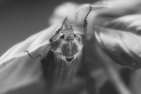 Detailed close-up of a cockchafer on a green leaf. Gray body, red legs, sharply focused structures - ideal for nature and insect photography!の写真素材