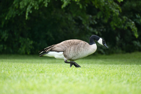 Canadian gosling stands on lush grass surrounded by natural beauty. Perfect for nature and wildlife photographyの写真素材