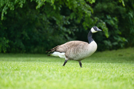 Canadian gosling stands on lush grass surrounded by natural beauty. Perfect for nature and wildlife photographyの写真素材