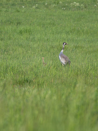 A crane family with young stands in a green field surrounded by tall grass. Wild birds in the wild. Wildlife photographyの写真素材