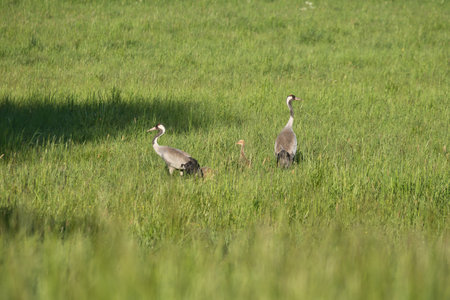 A crane family with young stands in a green field surrounded by tall grass. Wild birds in the wild. Wildlife photographyの写真素材