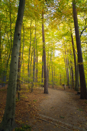 An autumnal forest flooded with warm sunlight. Golden leaves glow as rays break through the trees - a peaceful natural idyll.の写真素材