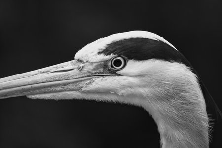 Close-up of a gray heron with sharp focus on the head and beak. The high-contrast colors and details make this image ideal for nature and wildlife photography.の写真素材