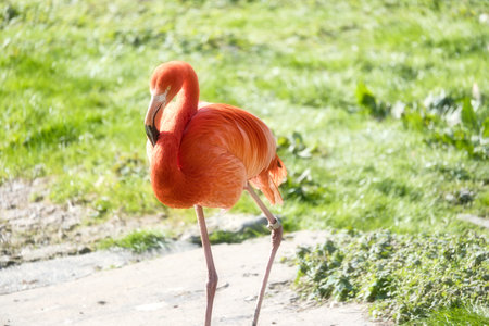 A flamingo stands on a pathway, surrounded by green grass. Its bright orange color and graceful legs lend the picture elegance and charismaの写真素材