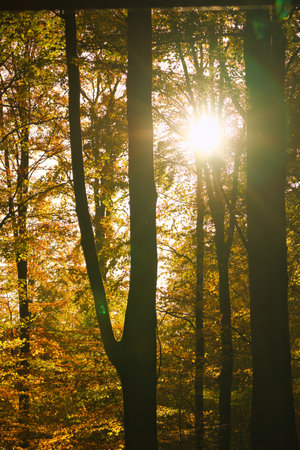 An autumnal forest flooded with warm sunlight. Golden leaves glow as rays break through the trees - a peaceful natural idyll.の写真素材