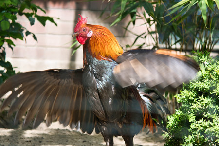 Colorful rooster in the sunlight, with outstretched wings, surrounded by green plants and shade. Rural idyll, farm atmosphere and natural wildlife in vibrant colors.の写真素材