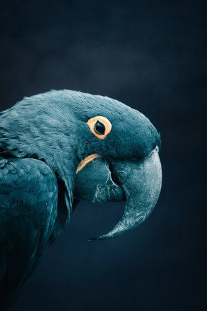 Portrait of a hyacinth macaw against a dark background. The bright blue parrot with its distinctive beak and yellow eye ring radiates exoticism and elegance.の写真素材