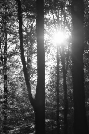 An autumnal forest flooded with warm sunlight. Golden leaves glow as rays break through the trees - a peaceful natural idyll.の写真素材