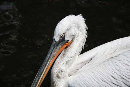 Close-up of a white pelican with a long, orange-black beak and detailed plumage against a dark background. Ideal for nature and wildlife photography.の写真素材