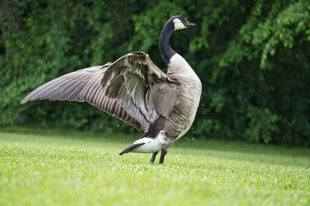 A Canada goose majestically spreads its wings on a green meadow, surrounded by trees. A perfect nature photo that captures the elegance and freedom of the bird world.の写真素材