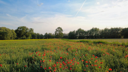 Blooming field with red poppies, a rape field behind it. Lush greenery and trees under a blue sky - a natural idyll, perfect for themes such as nature, summer and freedom.の写真素材