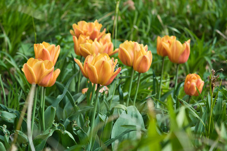 Bright yellow tulips with red accents bloom in full splendor in the garden - a colorful spring motif with clear details and natural light.の写真素材
