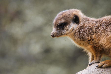 Watchful meerkat on a rock in front of a green, blurred background - perfect symbol for attention, nature and wildlife observation.の写真素材