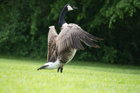 A Canada goose majestically spreads its wings on a green meadow, surrounded by trees. A perfect nature photo that captures the elegance and freedom of the bird world.の写真素材