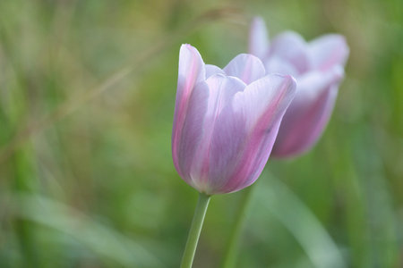 Delicate, purple tulip blossoms in close-up against a soft green background - a poetic spring scene full of tranquility, elegance and natural beauty.の写真素材