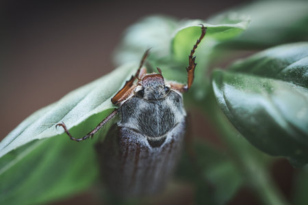 Detailed close-up of a cockchafer on a green leaf. Gray body, red legs, sharply focused structures - ideal for nature and insect photography!の写真素材