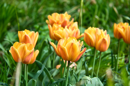 Bright yellow tulips with red accents bloom in full splendor in the garden - a colorful spring motif with clear details and natural light.の写真素材