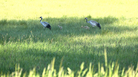 A crane family with young stands in a green field surrounded by tall grass. Wild birds in the wild. Wildlife photographyの写真素材
