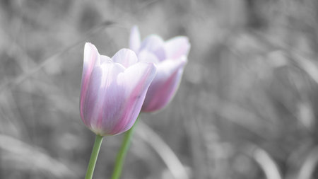 Delicate, purple tulip blossoms in close-up against a soft green background - a poetic spring scene full of tranquility, elegance and natural beauty.の写真素材