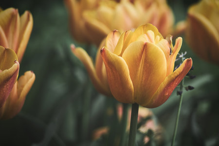 Bright yellow tulips with red accents bloom in full splendor in the garden - a colorful spring motif with clear details and natural light.の写真素材