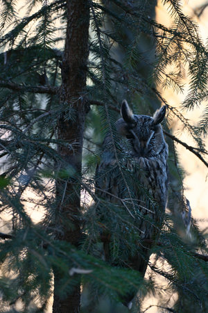 A well-camouflaged eagle owl sits between the branches of a coniferous tree. The bird's camouflage is impressive as it blends in perfectly with its surroundings.の写真素材