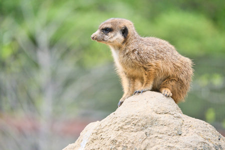 Watchful meerkat on a rock in front of a green, blurred background - perfect symbol for attention, nature and wildlife observation.の写真素材