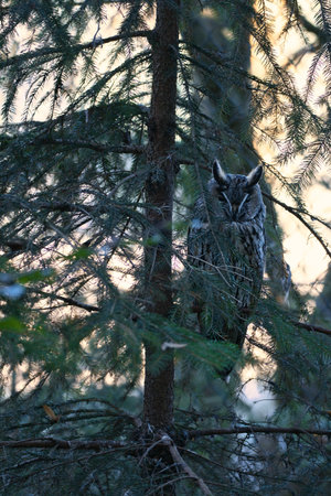 A well-camouflaged eagle owl sits between the branches of a coniferous tree. The bird's camouflage is impressive as it blends in perfectly with its surroundings.の写真素材