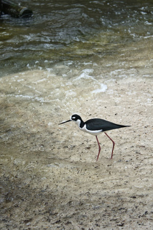 A black-necked stilt with long pink legs strides elegantly through shallow water on a sandy shore. Natural wildlife photography in the wildの写真素材