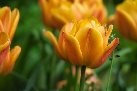Bright yellow tulips with red accents bloom in full splendor in the garden - a colorful spring motif with clear details and natural light.の写真素材