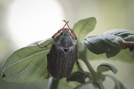 Detailed close-up of a cockchafer on a green leaf. Gray body, red legs, sharply focused structures - ideal for nature and insect photography!の写真素材
