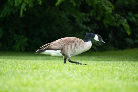 Canadian gosling stands on lush grass surrounded by natural beauty. Perfect for nature and wildlife photographyの写真素材