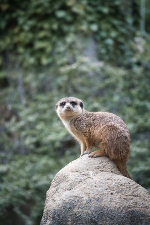 Watchful meerkat on a rock in front of a green, blurred background - perfect symbol for attention, nature and wildlife observation.の写真素材