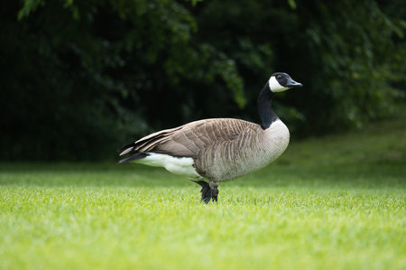 Canadian gosling stands on lush grass surrounded by natural beauty. Perfect for nature and wildlife photographyの写真素材