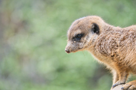 Watchful meerkat on a rock in front of a green, blurred background - perfect symbol for attention, nature and wildlife observation.の写真素材