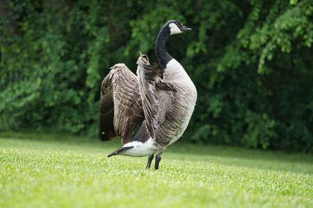 A Canada goose majestically spreads its wings on a green meadow, surrounded by trees. A perfect nature photo that captures the elegance and freedom of the bird world.の写真素材