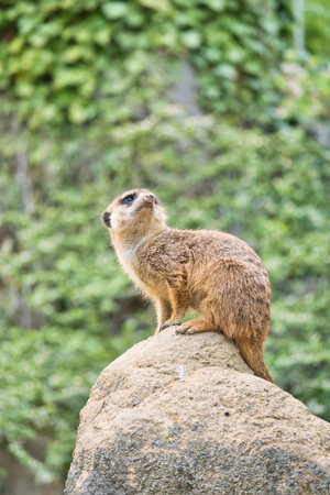 Watchful meerkat on a rock in front of a green, blurred background - perfect symbol for attention, nature and wildlife observation.の写真素材