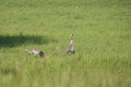 A crane family with young stands in a green field surrounded by tall grass. Wild birds in the wild. Wildlife photographyの写真素材