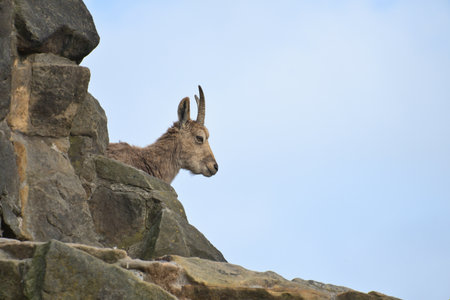 Ibex on a rocky outcrop in an alpine landscape, gazing majestically into the distance - a symbol of wilderness, freedom and natural strength.の写真素材