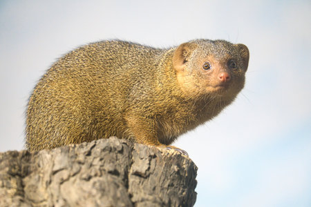 A dwarf mongoose perched on a tree stump in its natural habitat, alert and curious, with detailed fur and a clear gaze. A perfect wildlife closeup.の写真素材
