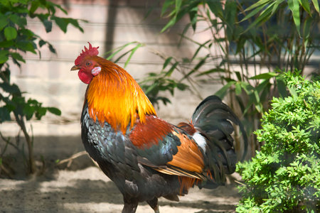 A colorful rooster with bright orange neck plumage and black body stands proudly in the greenery, perfect for nature and wildlife photography.の写真素材