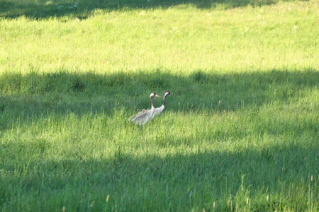 A crane family with young stands in a green field surrounded by tall grass. Wild birds in the wild. Wildlife photographyの写真素材