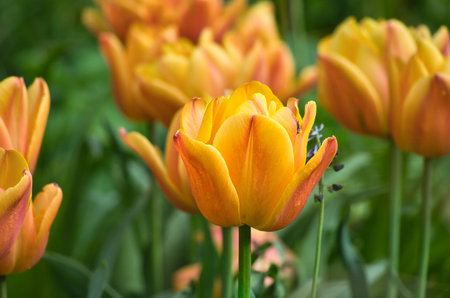 Bright yellow tulips with red accents bloom in full splendor in the garden - a colorful spring motif with clear details and natural light.の写真素材