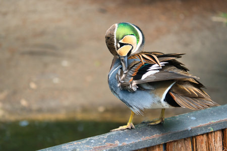 A colorful hen duck stands on a fence and turns its head to the side. The background is blurred and shows green nature in spring or summer.の写真素材