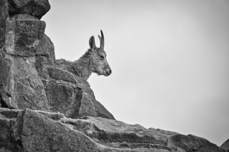 Ibex on a rocky outcrop in an alpine landscape, gazing majestically into the distance - a symbol of wilderness, freedom and natural strength.の写真素材