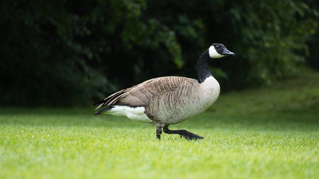 Canadian gosling stands on lush grass surrounded by natural beauty. Perfect for nature and wildlife photographyの写真素材