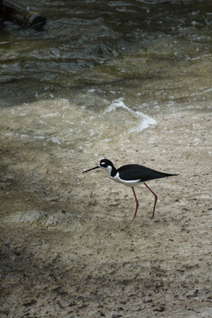 A black-necked stilt with long pink legs strides elegantly through shallow water on a sandy shore. Natural wildlife photography in the wildの写真素材