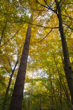 An autumnal forest flooded with warm sunlight. Golden leaves glow as rays break through the trees - a peaceful natural idyll.の写真素材
